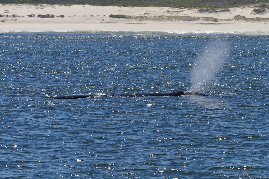 01- Hermanus (3).jpg